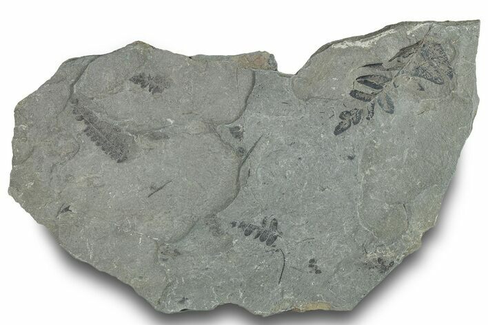 Pennsylvanian Fossil Fern (Neuropteris) Plate - Kentucky #248121